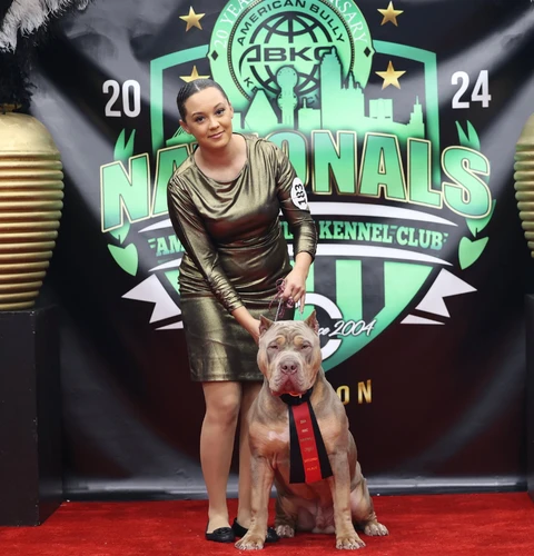 dtx bullies xl american bully male in the showring