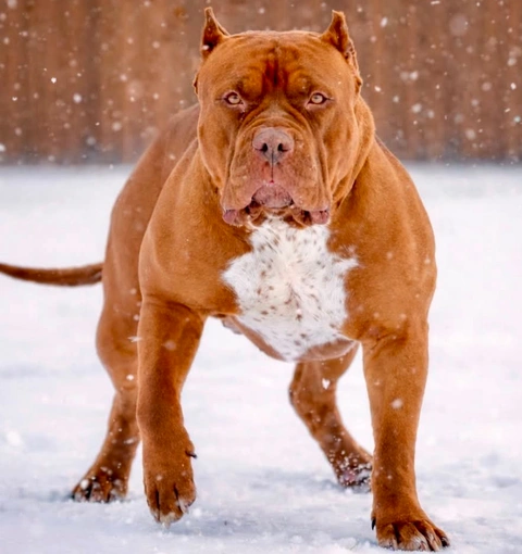 dallas texas xl bully male