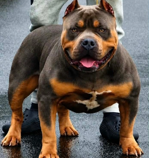 male xl bully shotgun