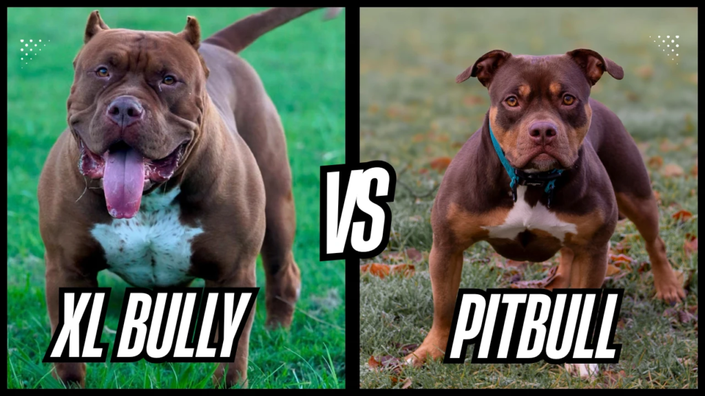 xl american bully vs pitbull