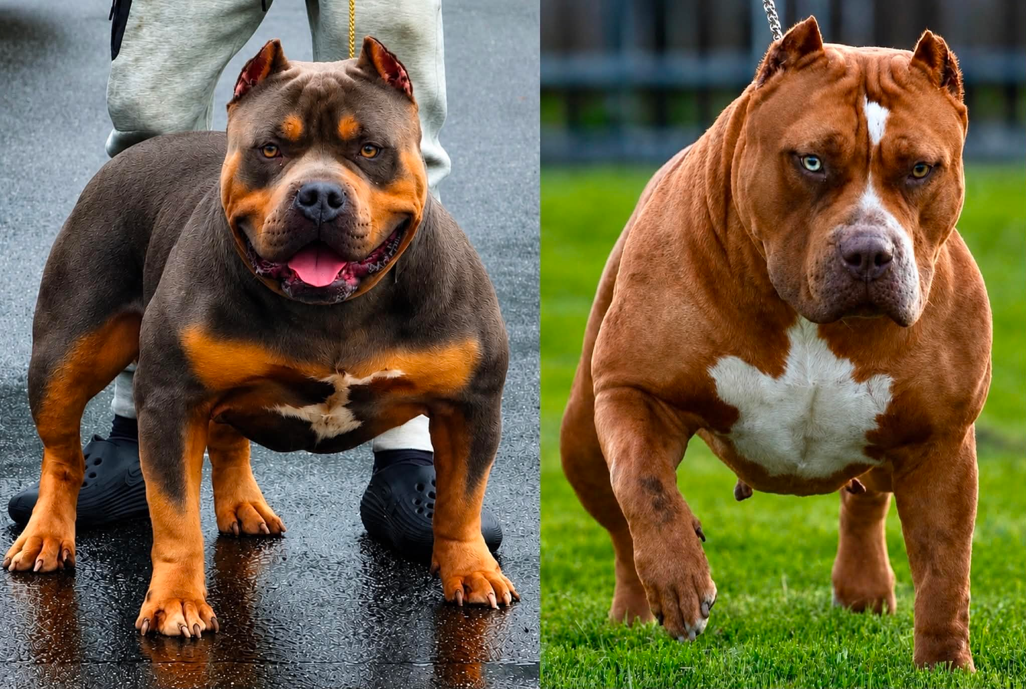 Shotgun and Mega, the XL American Bullies paired in this DTX Bullies breeding